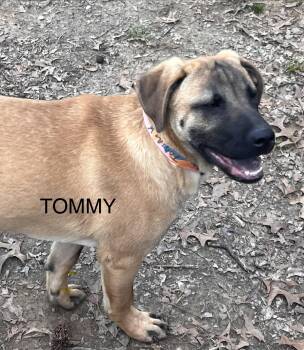 Retriever and Mixed Breed Dogs Available for Adoption - Tommy | PetCurious