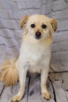 Sam 2.0 -  Papillon and Chihuahua Dog for Adoption in Dothan, Alabama - Sam 2.0 | PetCurious