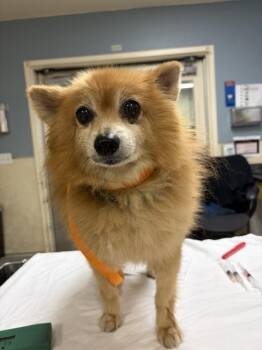PANDA -  Pomeranian Dog for Adoption in Riverside, California - PANDA | PetCurious