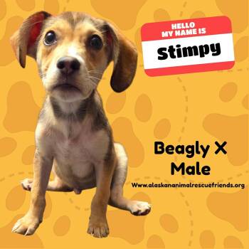 Stimpy -  Beagle Dog for Adoption in Anchorage, Alaska - Stimpy | PetCurious