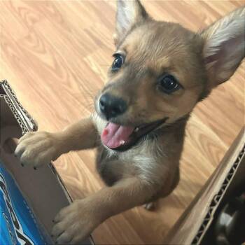 Cardigan Welsh Corgi and Chihuahua Dogs Available for Adoption in Shorewood, Illinois - Stormie | PetCurious