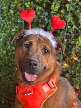 Rhodesian Ridgeback and German Shepherd Dog Dogs Available for Adoption - Alvin | PetCurious