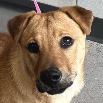 Mixed Breed Dogs Available for Adoption in Las Cruces, New Mexico - 106239 | PetCurious