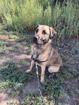 Norzen -  Great Pyrenees and Mixed Breed Dog for Adoption in Fort Collins, Colorado - Norzen | PetCurious