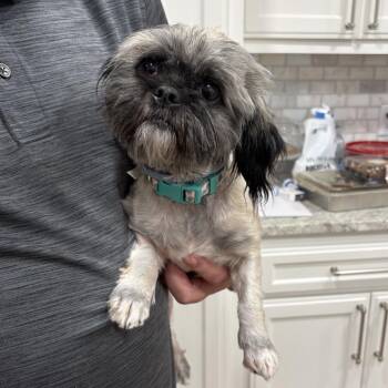 Hazel C-34343 -  Shih Tzu and Pug Dog for Adoption in Oklahoma City, Oklahoma - Hazel C-34343 | PetCurious