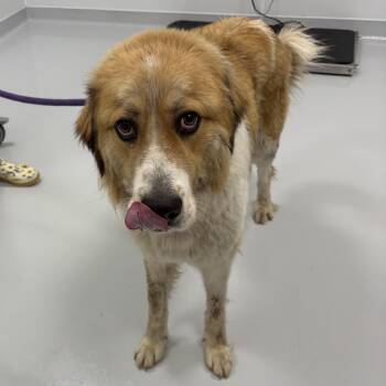 Gunther -  Great Pyrenees Dog for Adoption in Bourbonnais, Illinois - Gunther | PetCurious
