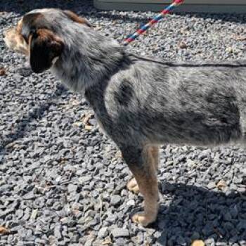 Australian Cattle Dog Blue Heeler and Beagle Dogs Available for Adoption in Falls Church, Virginia - Bluey | PetCurious