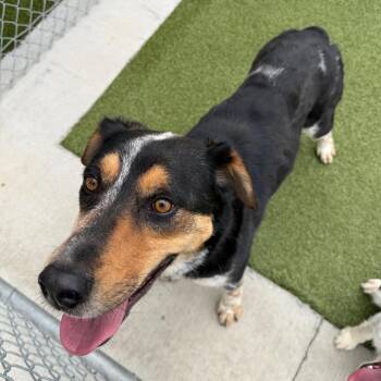 Milo -  Australian Cattle Dog Blue Heeler and Mixed Breed Dog for Adoption in Cody, Wyoming - Milo | PetCurious