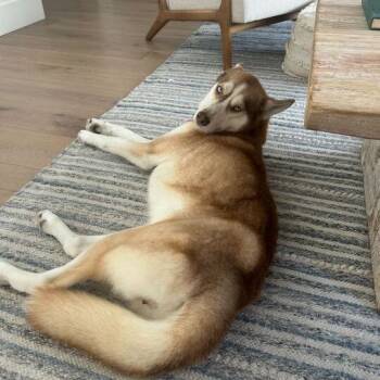 Rescue Husky Dogs for Adoption in San Rafael, California - Dolly | PetCurious