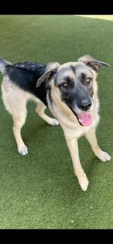 Bear -  German Shepherd Dog Dog for Adoption in Houston, Texas - Bear | PetCurious