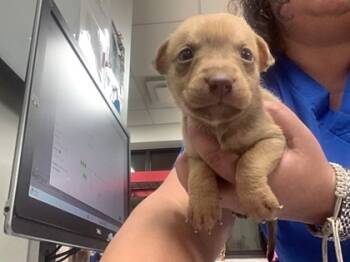 Rescue Pit Bull Terrier and Mixed Breed Dogs for Adoption in Fort Worth, Texas - Brad | PetCurious