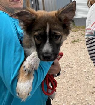 Border Collie and Husky Dogs Available for Adoption - Valor | PetCurious