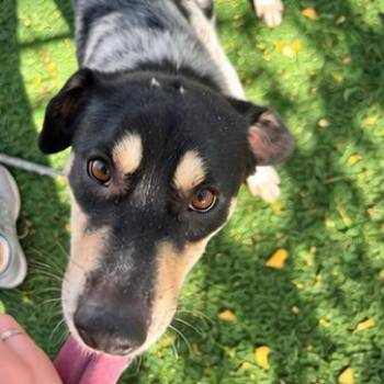 Rooster -  Cattle Dog Dog for Adoption in Austin, Texas - Rooster | PetCurious