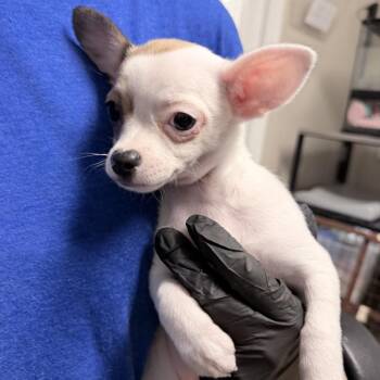 Mixed Breed Dogs Available for Adoption in Medford, Oregon - Rosa | PetCurious