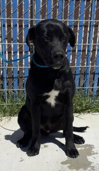 Border Collie Dogs Available for Adoption in Elko, Nevada - 60915418 | PetCurious