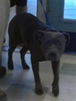A479799 -  Staffordshire Bull Terrier Dog for Adoption in Oklahoma City, Oklahoma - A479799 | PetCurious