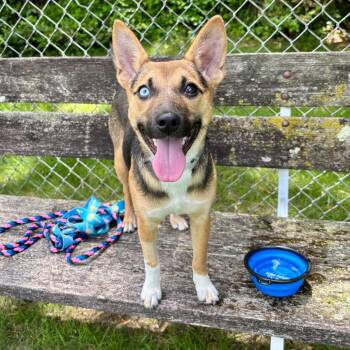 Momo -  Mixed Breed Dog Available for Adoption in Wantagh, New York - Momo | PetCurious