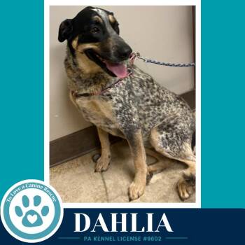 Dahlia 091226 -  Cattle Dog Dog for Adoption in Kimberton, Pennsylvania - Dahlia 091226 | PetCurious
