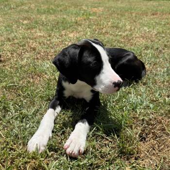 Jack -  Catahoula Leopard Dog and Labrador Retriever Dog for Adoption in Baker, Louisiana - Jack | PetCurious