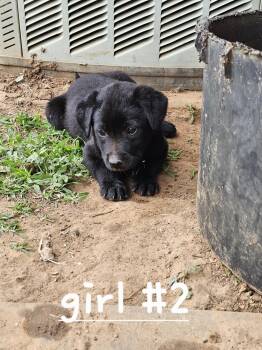 Reecie -  Australian Cattle Dog Blue Heeler and Black Labrador Retriever Dog Available for Adoption in Cleveland, Oklahoma - Reecie | PetCurious