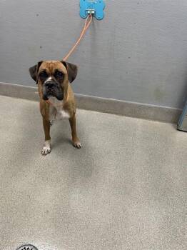 THERESA -  Boxer Dog for Adoption in Las Vegas, Nevada - THERESA | PetCurious