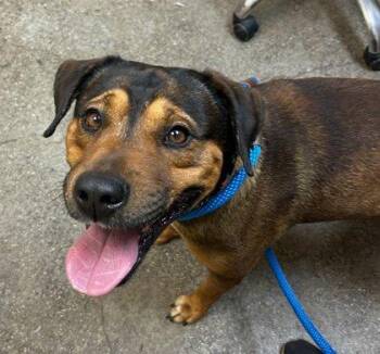 Terrier and Mixed Breed Dogs Available for Adoption in Honolulu, Hawaii - Chief | PetCurious