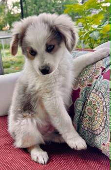 Hunter -  Collie and Shepherd Dog for Adoption in Boulder, Colorado - Hunter | PetCurious