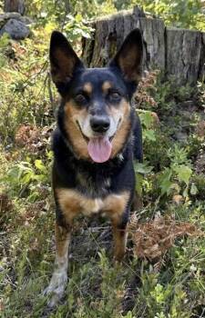 Heidi -  Cattle Dog and Mixed Breed Dog for Adoption in Gwinn, Michigan - Heidi | PetCurious