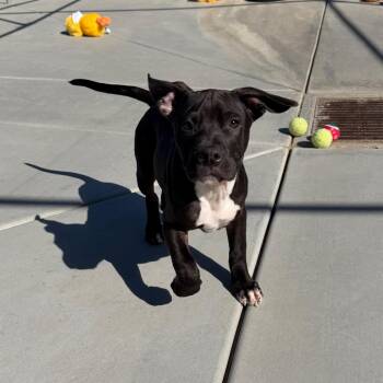 Pit Bull Terrier and Mixed Breed Dogs Available for Adoption - Subaru | PetCurious