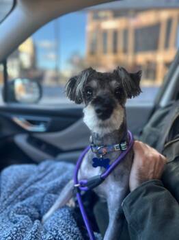 Rescue Schnauzer Dogs for Adoption - Sigmund | PetCurious