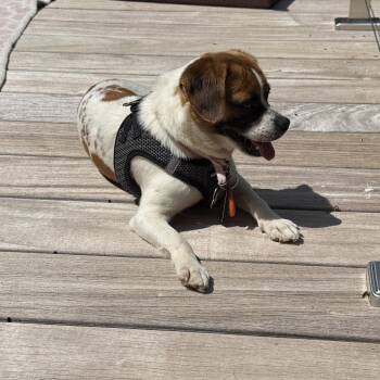 Hound Dogs Available for Adoption in Wake Forest, North Carolina - Miki | PetCurious