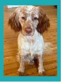 Nellie -  English Setter Dog for Adoption - Nellie | PetCurious