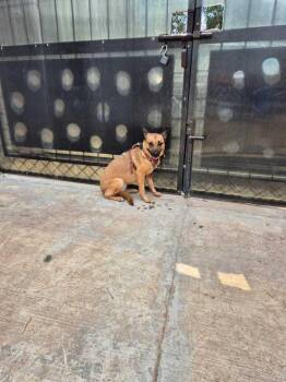 Maya -  Shepherd Dog for Adoption in Gig Harbor, Washington - Maya | PetCurious