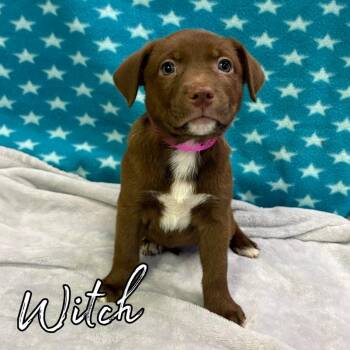 Witch -  Retriever and Mixed Breed Dog for Adoption in Hillsboro, Ohio - Witch | PetCurious