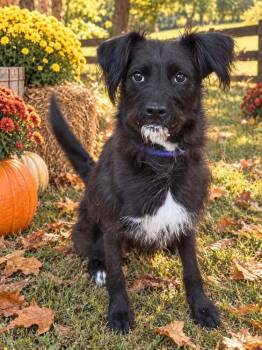 Gumball -  Mixed Breed Dog for Adoption in Wayne, New Jersey - Gumball | PetCurious
