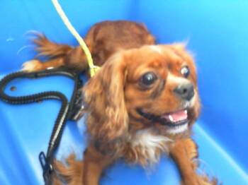 Rescue Mixed Breed Dogs for Adoption in Dallas, Texas - TOBBY | PetCurious