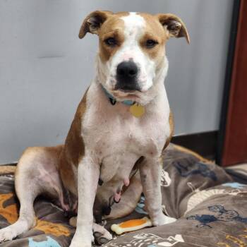 Sugar Pie -  Mixed Breed Dog for Adoption in Auburn, Alabama - Sugar Pie | PetCurious