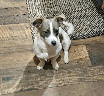 Ricky -  Chihuahua and Rat Terrier Dog for Adoption in Marion, North Carolina - Ricky | PetCurious