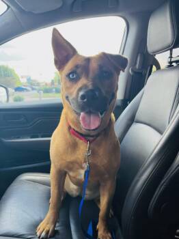 Pit Bull Terrier Dogs Available for Adoption - Nia | PetCurious