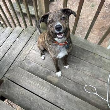 GUS -  Mountain Cur and Hound Dog for Adoption in Chicopee, Massachusetts - GUS | PetCurious