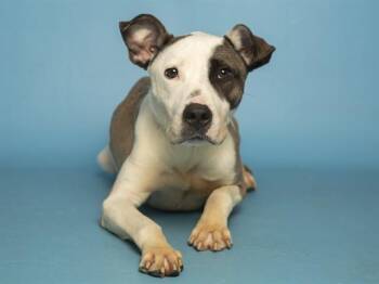 Pit Bull Terrier Dogs Available for Adoption - RONALD | PetCurious