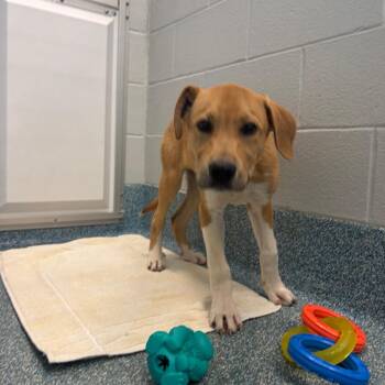 Barney -  Labrador Retriever and Mixed Breed Dog for Adoption in Greensboro, North Carolina - Barney | PetCurious