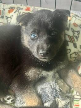 Husky Dogs Available for Adoption - Chief | PetCurious
