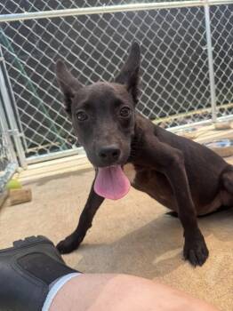 Ivy Mae -  Mixed Breed Dog for Adoption in Huntsville, Alabama - Ivy Mae | PetCurious