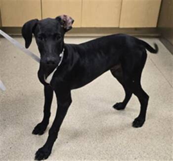 Rescue Labrador Retriever and Doberman Pinscher Dogs for Adoption in Riverside, California - HYDRO | PetCurious