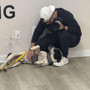 Mountain Cur and English Pointer Dogs Available for Adoption - Bestest Boy Buddy | PetCurious