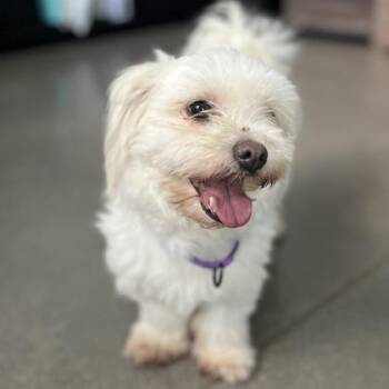 Gigi -  Mixed Breed Dog for Adoption in Janesville, Wisconsin - Gigi | PetCurious