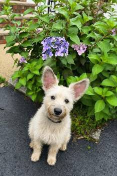 Baby Gorgeous -  Mixed Breed Dog for Adoption in Wayne, New Jersey - Baby Gorgeous | PetCurious