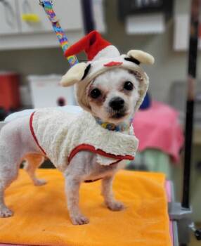 STORMI -  Maltese and Mixed Breed Dog for Adoption in Minneapolis, Minnesota - STORMI | PetCurious