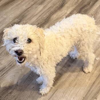 Chrysanthemum -  Miniature Poodle and Maltese Dog for Adoption in Las Vegas, Nevada - Chrysanthemum | PetCurious